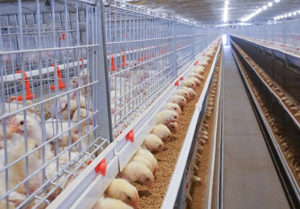 蛋鸡养殖设备中传送带自动清粪机